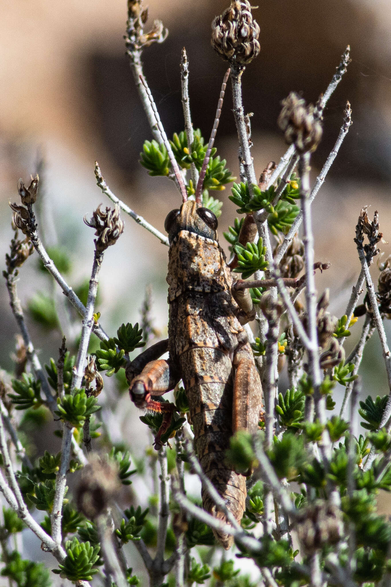 Слика од Acinipe hesperica Rambur 1838