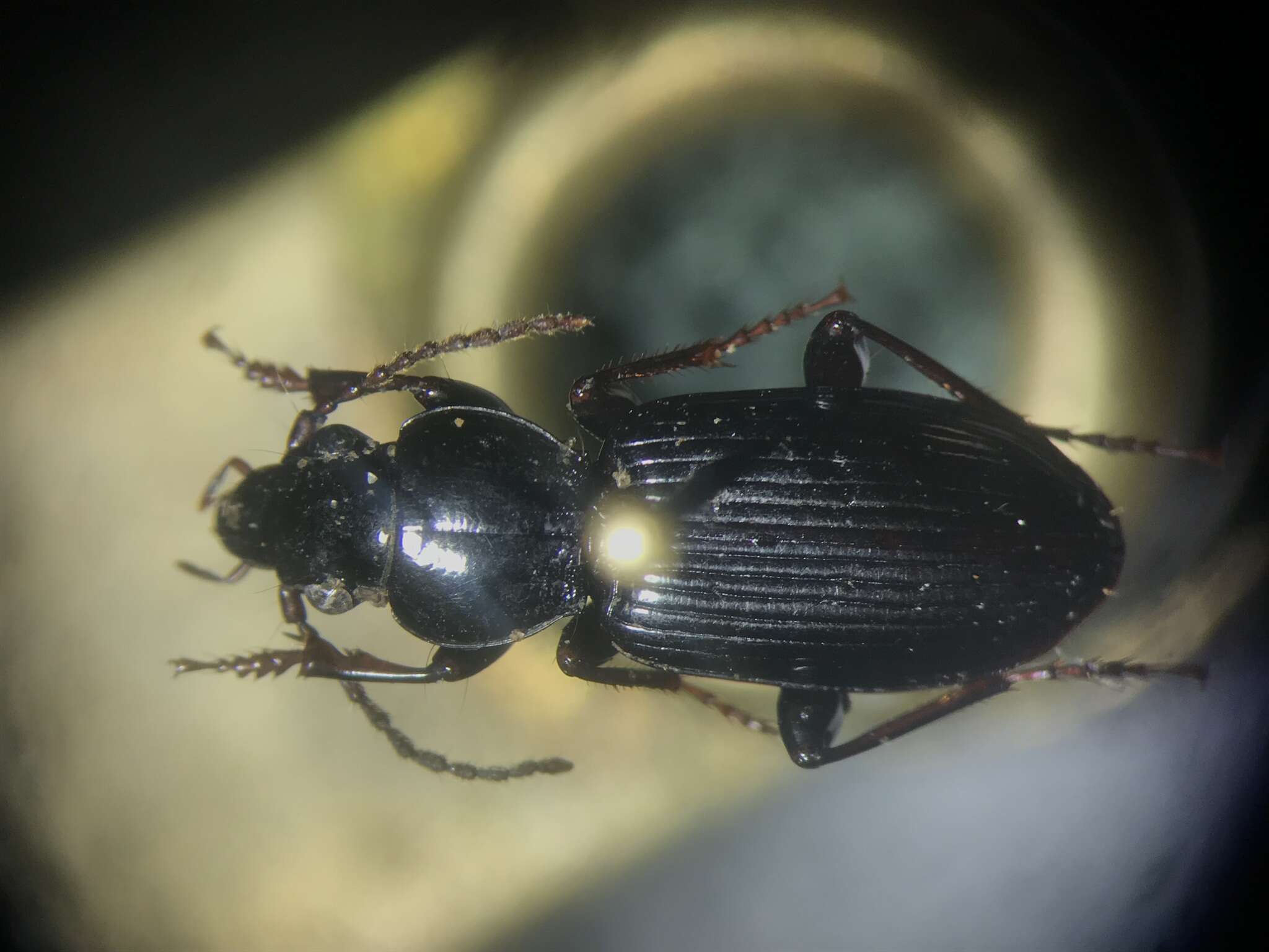 Image of Pterostichus (Lamenius) caudicalis (Say 1823)