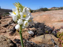 Image of Ornithogalum pruinosum F. M. Leight.