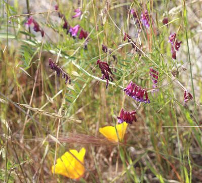 Image of fodder vetch