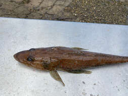 Image of Tiger flathead