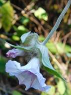 Image of Ipomoea involucrata Beauv.