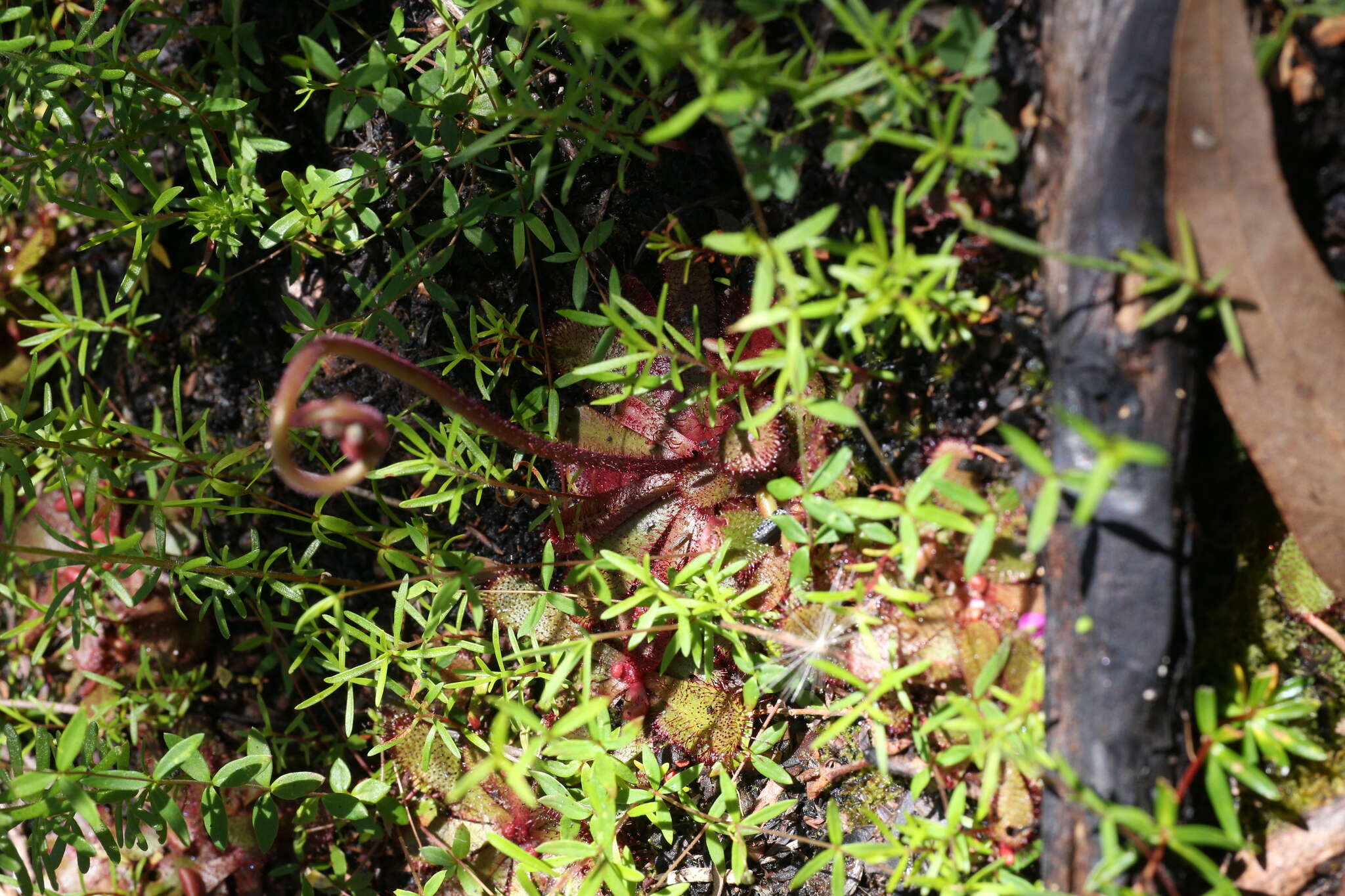 Image of Drosera hamiltonii C. R. P. Andrews