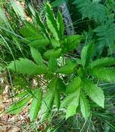 Image of Physospermum verticillatum (Waldst. & Kit.) Vis.