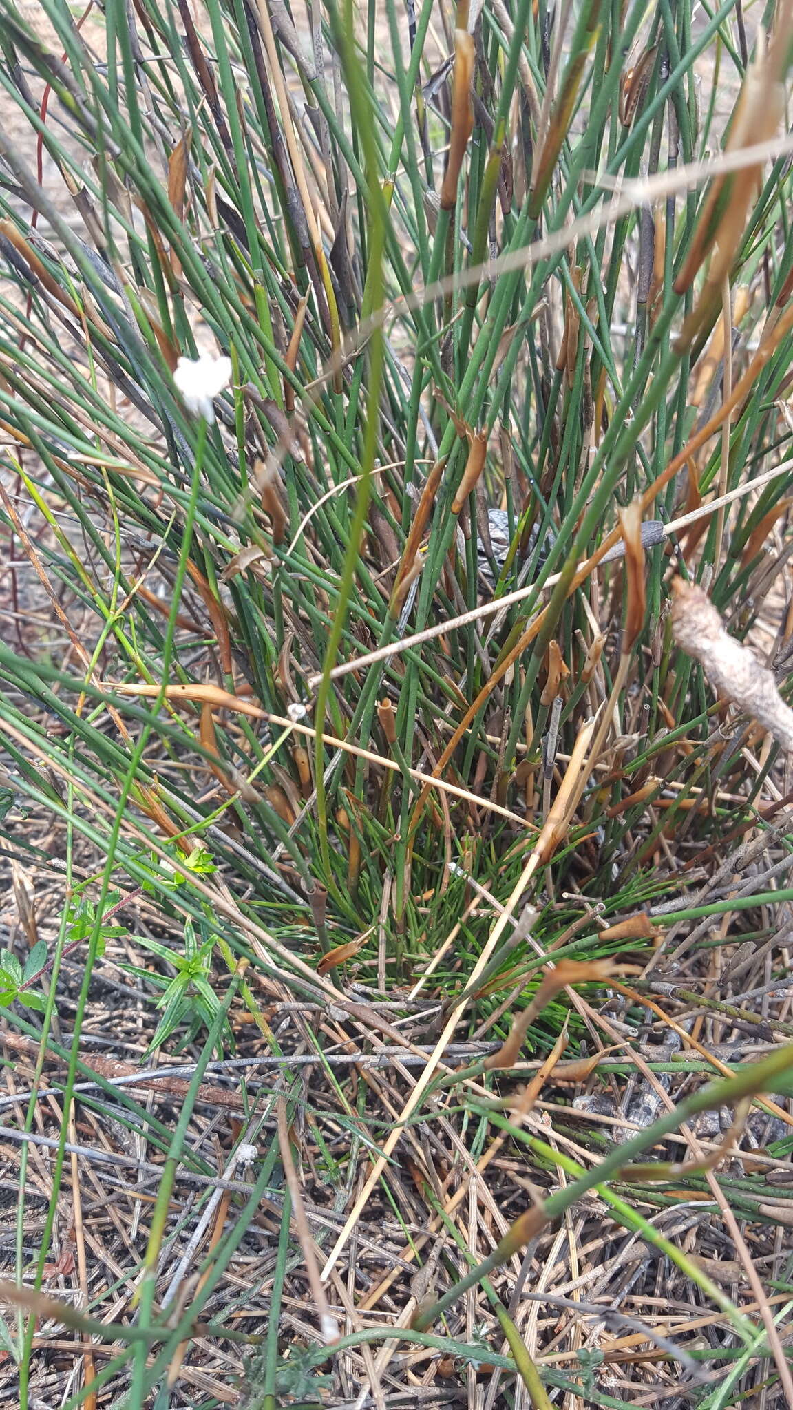 Image of Stylidium lineare Sw. ex Willd.