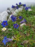 Image of Gentiana digenea Jakow.