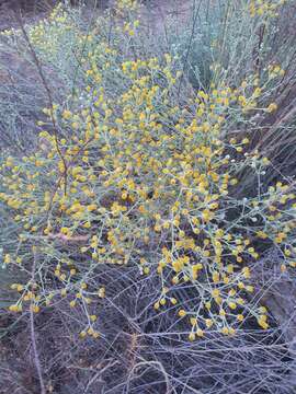 Image of Achillea fragrantissima (Forsk.) Sch. Bip.