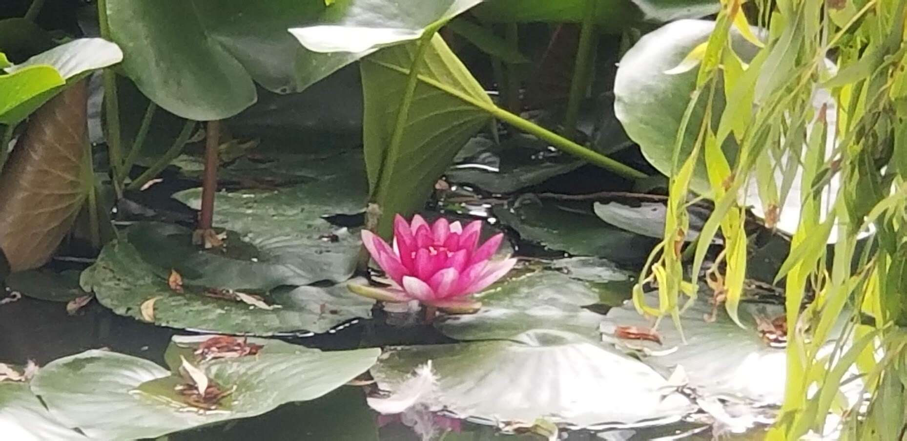 Image of Nymphaea rubra Roxb. ex Andr.