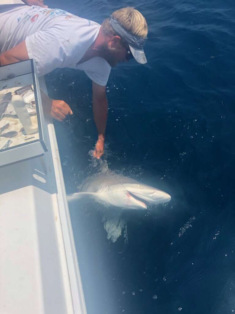 Image of Sandbar Shark