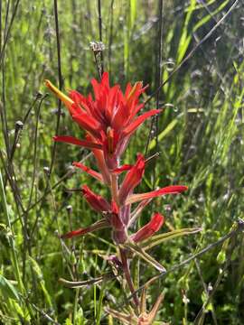 Слика од Castilleja subinclusa var. jepsonii (Bacig. & Heckard) J. M. Egger