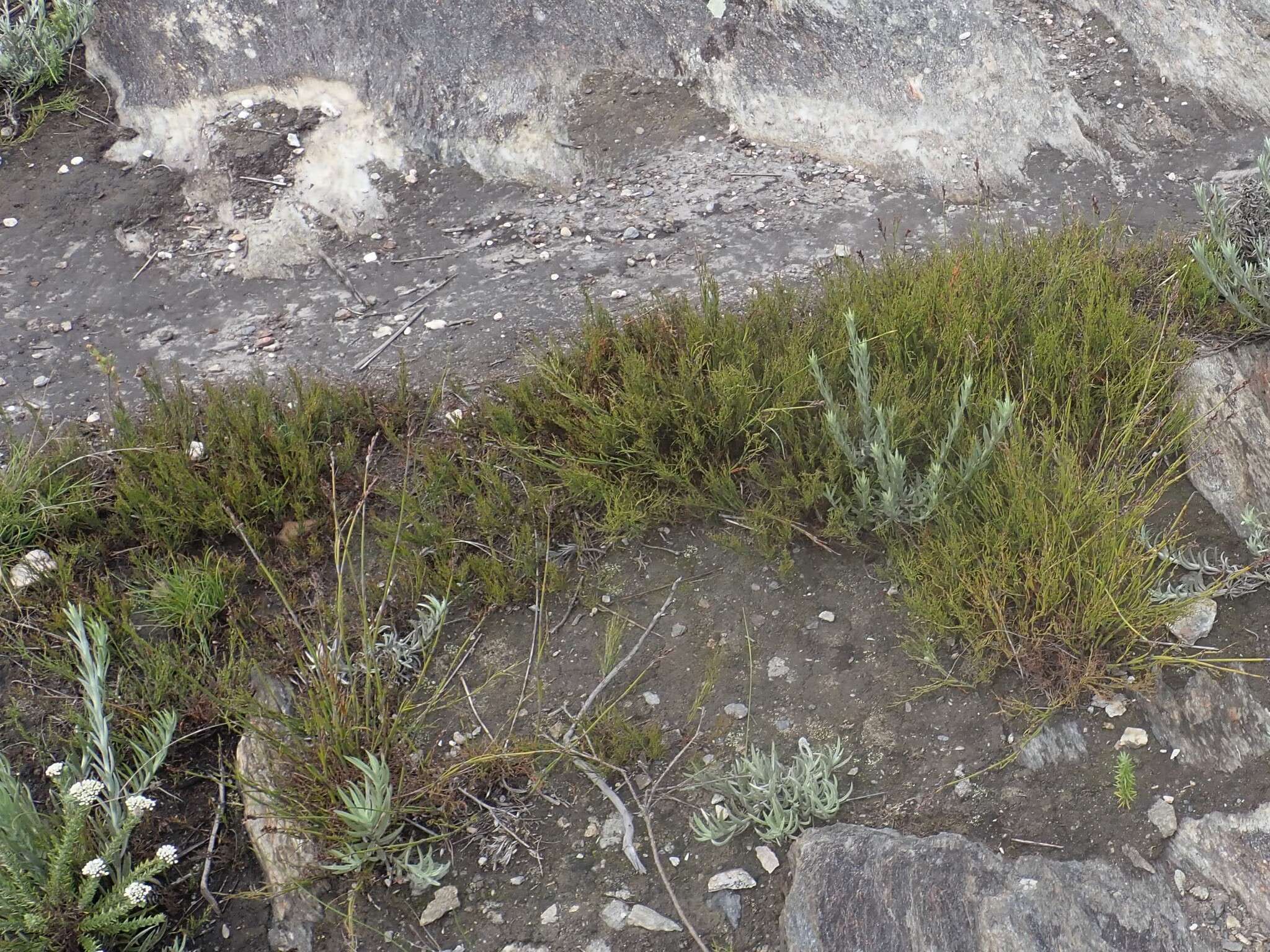 Image of Rhodocoma fruticosa (Thunb.) H. P. Linder