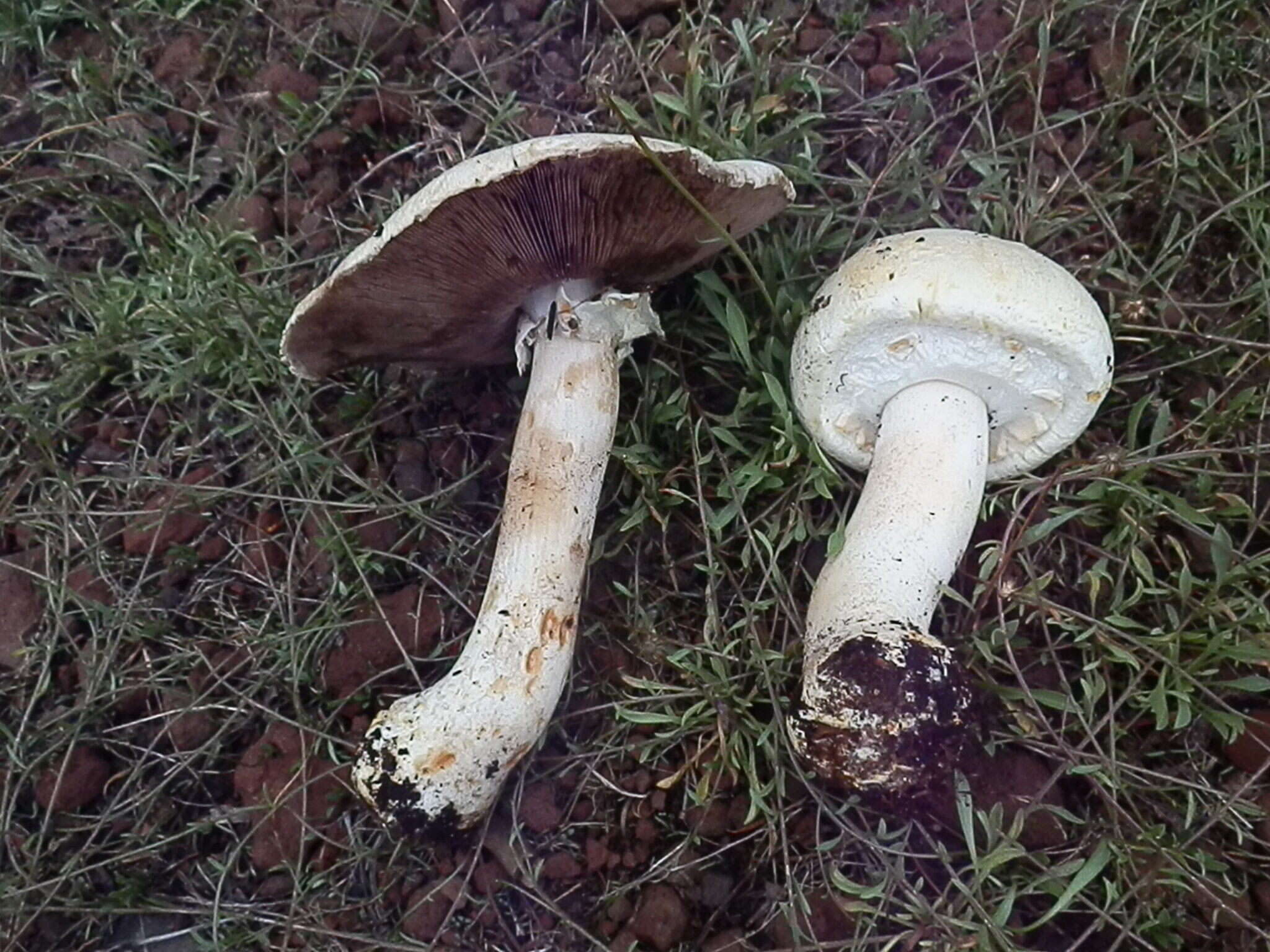 Слика од Agaricus didymus Kerrigan 2016