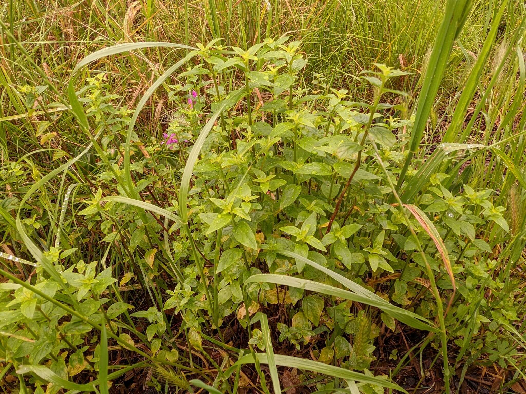 Image of Mentha australis R. Br.