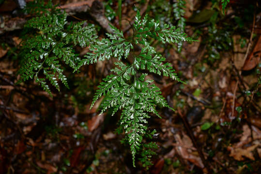 Image of Lindsaea kawabatae Kurata