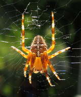 Image of Garden spider