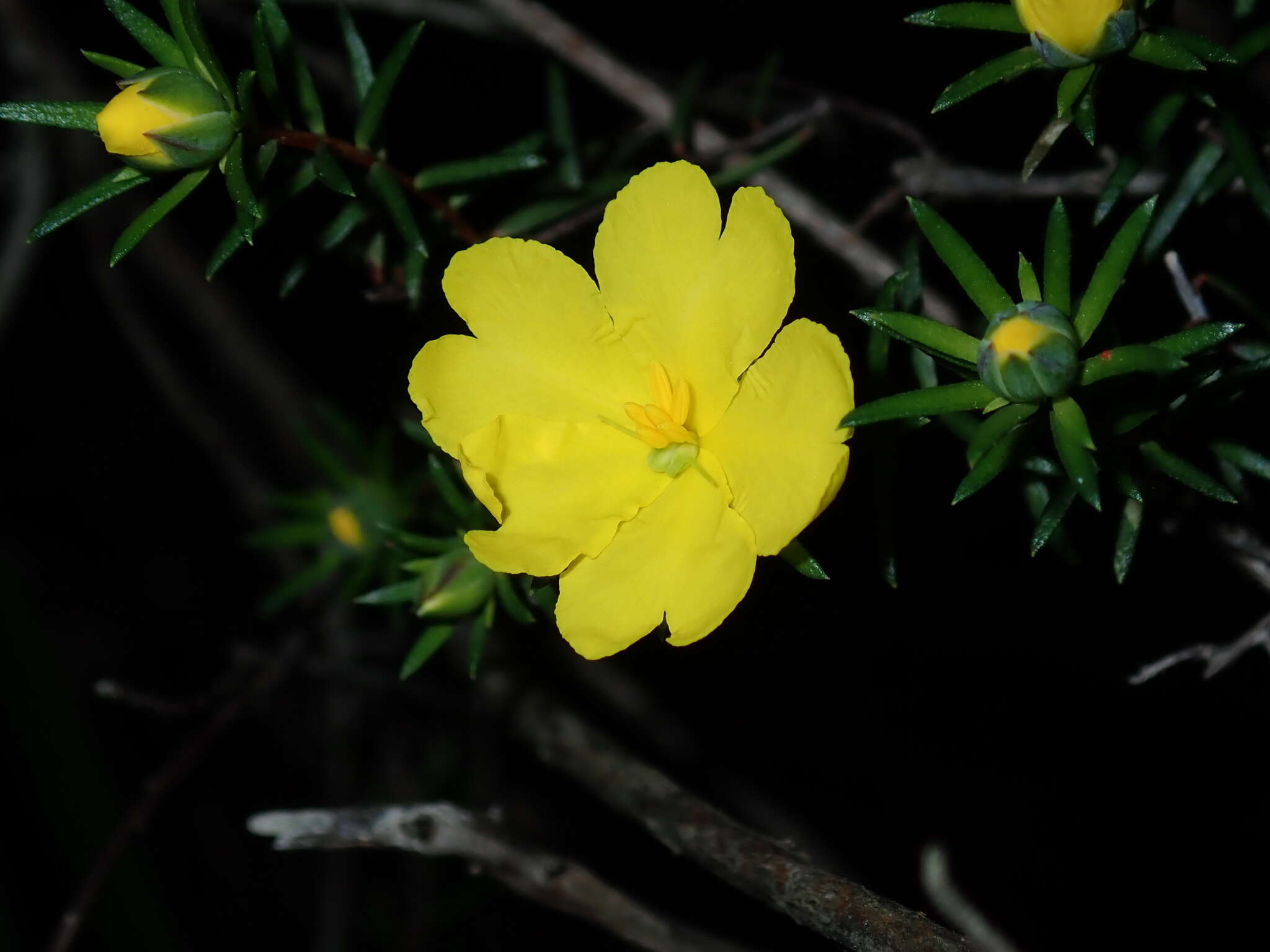 Image of Hibbertia cistiflora (Sieber ex Spreng.) N. A. Wakefield