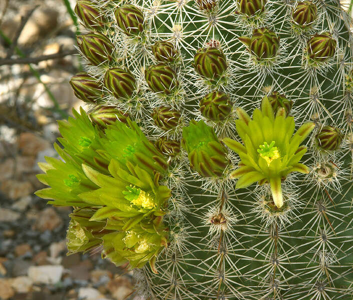 Image de Echinocereus viridiflorus subsp. correllii (L. D. Benson) W. Blum & Mich. Lange