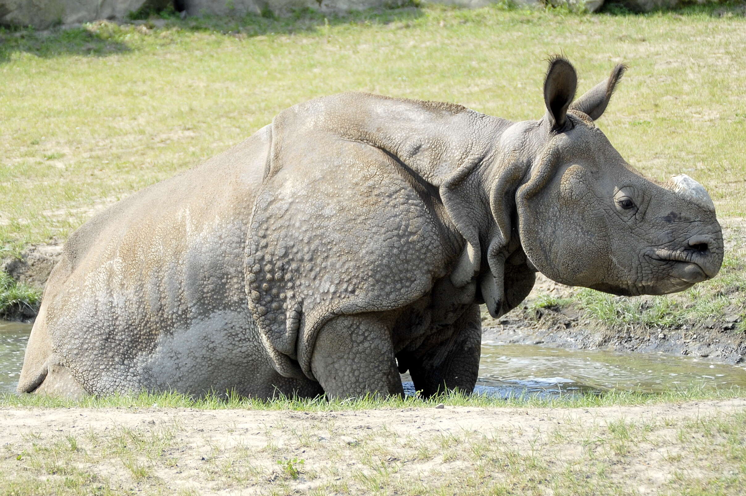 Image of Indian Rhinoceros