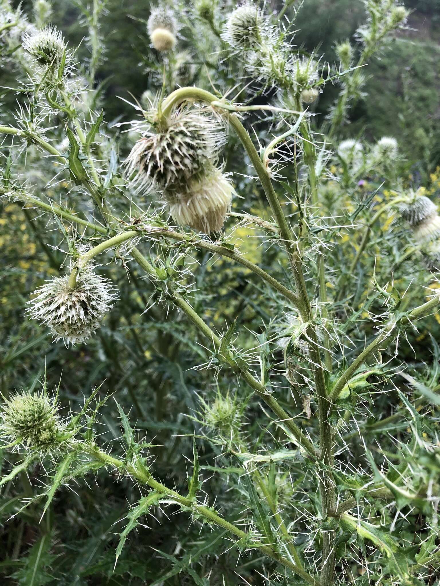 Image of Cirsium echinus (M. Bieb.) Hand.-Mazz.