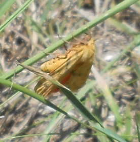 Image of Diacrisia purpurata (Linnaeus 1758)