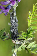 Image of Aphis (Aphis) craccae Linnaeus 1758