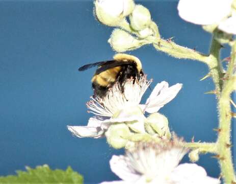 Image of Nevada Bumble Bee