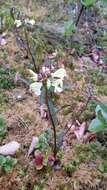 Image of Lapland lousewort