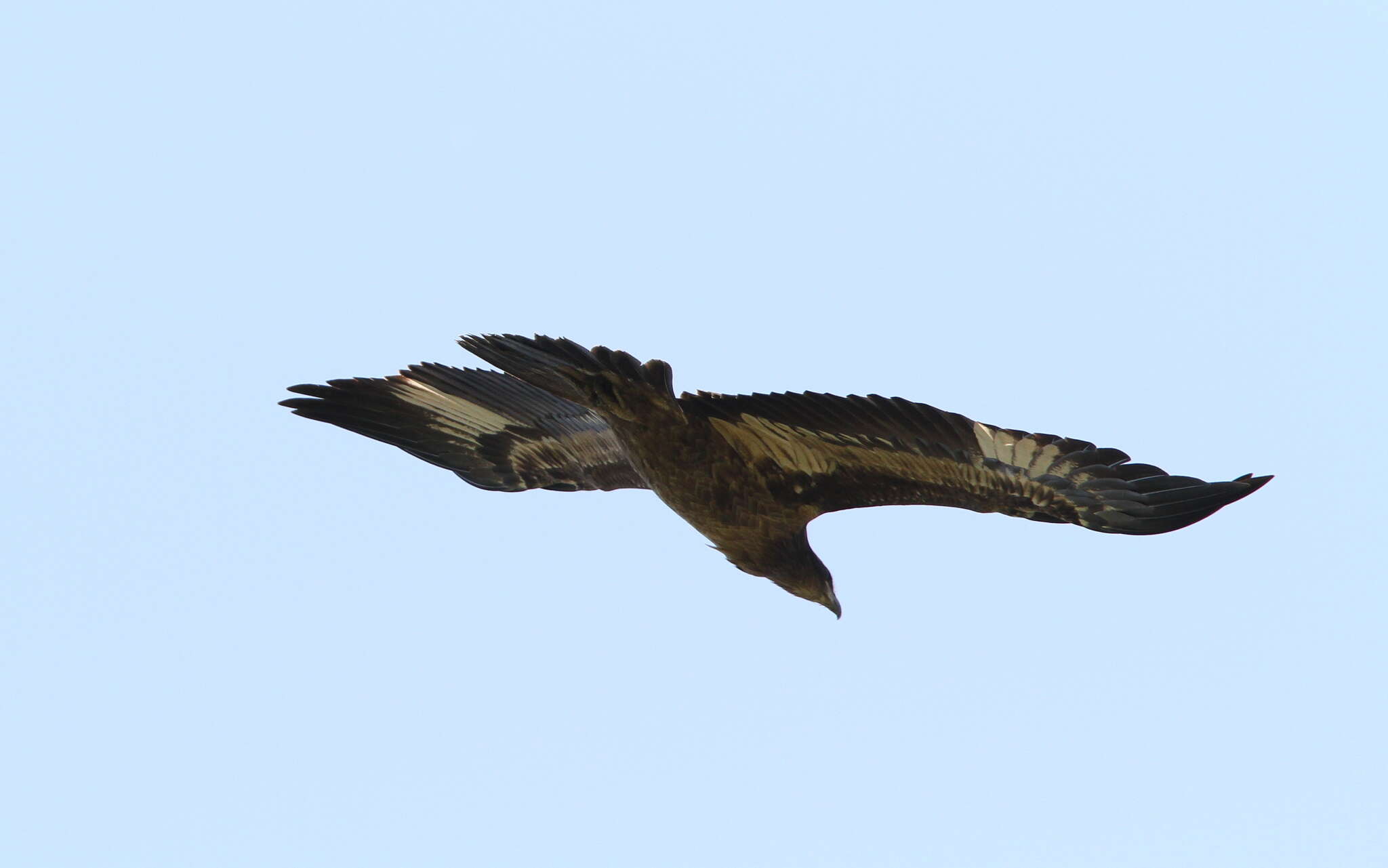 Image of Band-tailed Fish-eagle