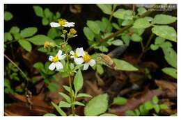 Plancia ëd Cephonodes hylas (Linnaeus 1771)