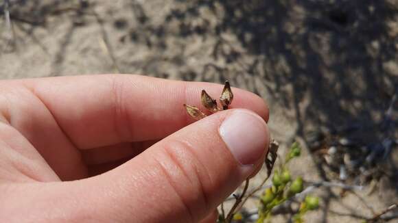 Image of Cakile edentula subsp. edentula