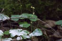 Image of naked miterwort