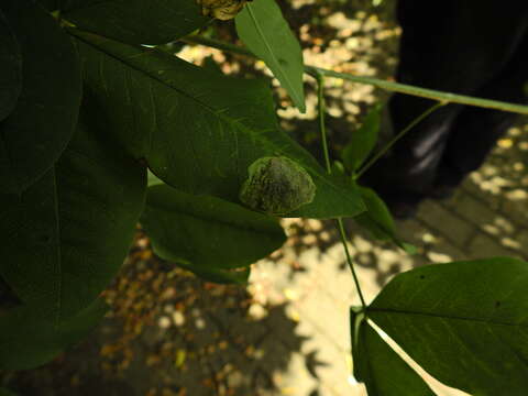 Слика од Leucoptera laburnella Stainton