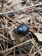 Image of Phelotrupes (Eogeotrupes) formosanus (Miwa 1930)