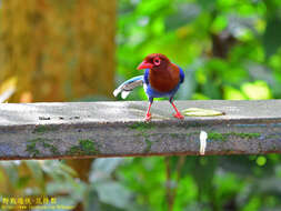 Image of Ceylon Blue Magpie