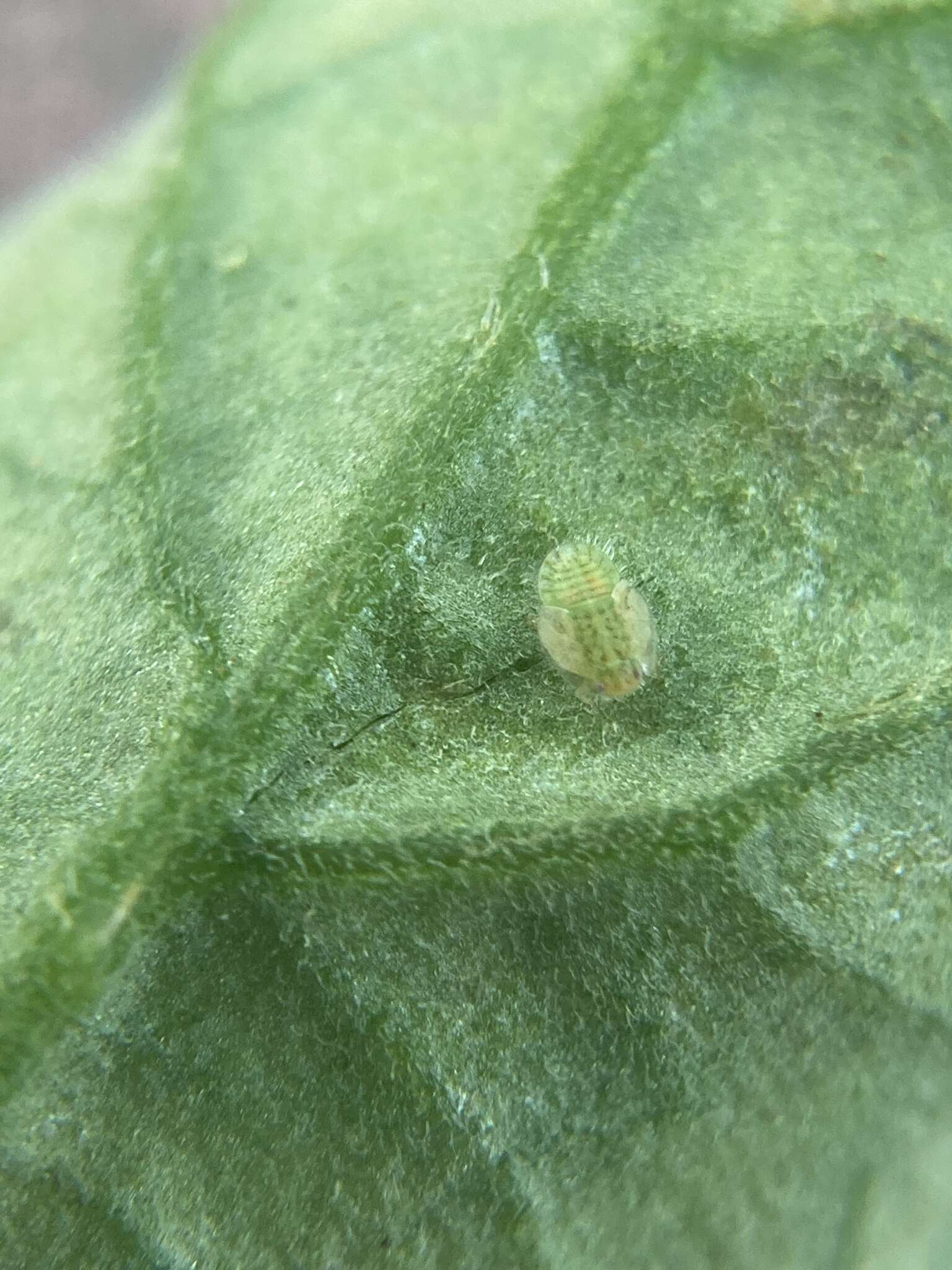 Image of Potato Psyllid