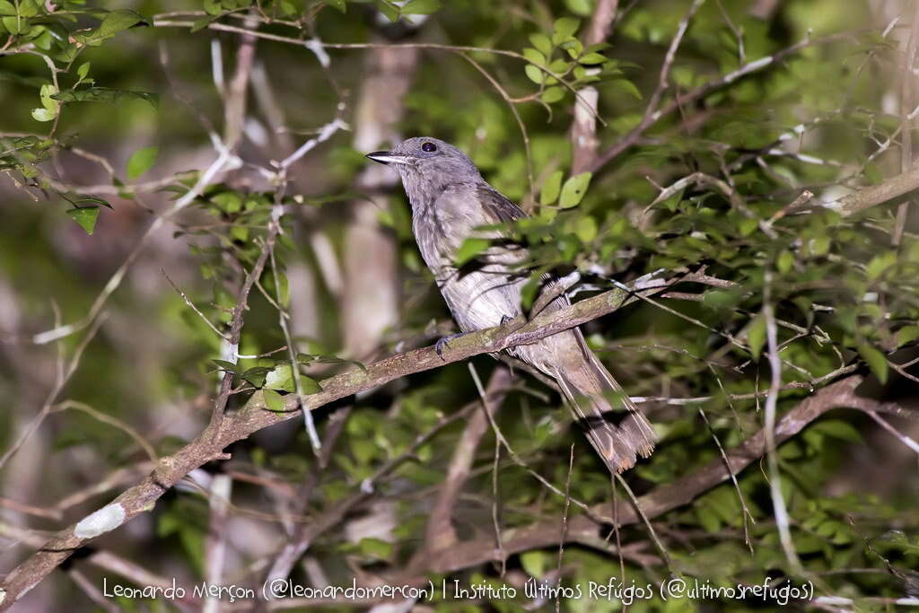 栗翅斑傘鳥的圖片