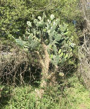 Opuntia rioplatense resmi