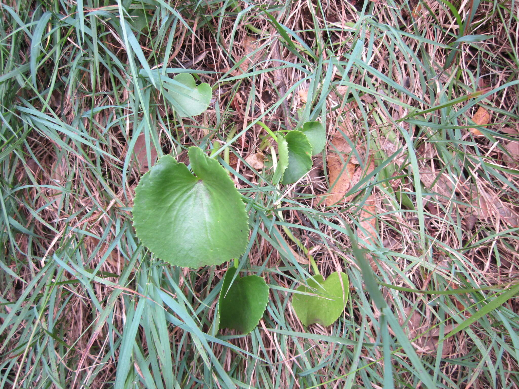 Image of Ornduffia calthifolia (F. Müll.) Tippery & Les