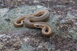 Image of Psammophylax variabilis Günther 1893