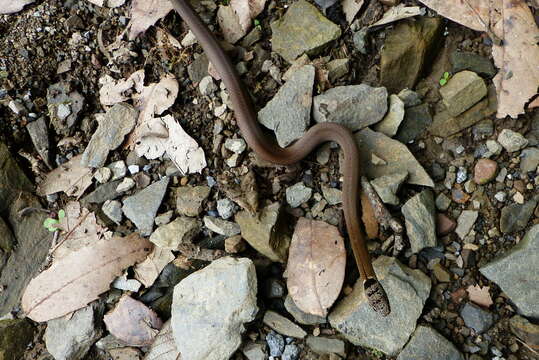 Image of Collared Black-headed Snake