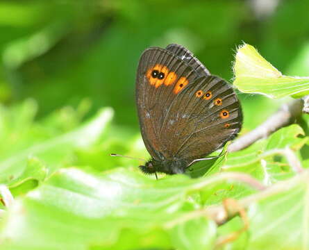 Image of woodland ringlet