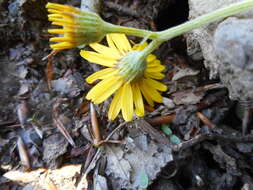 Tephroseris longifolia subsp. brachychaeta Greuter resmi