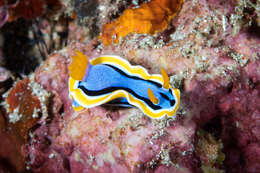 Image of Chromodoris annae Bergh 1877