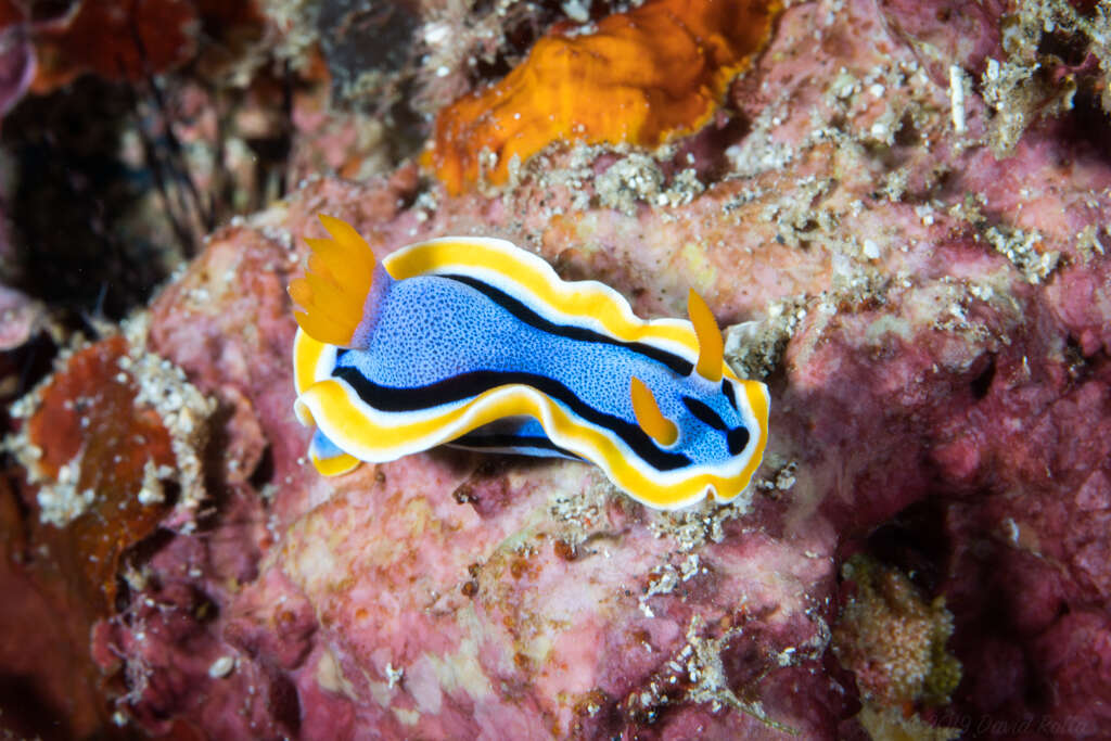 Image of Chromodoris annae Bergh 1877