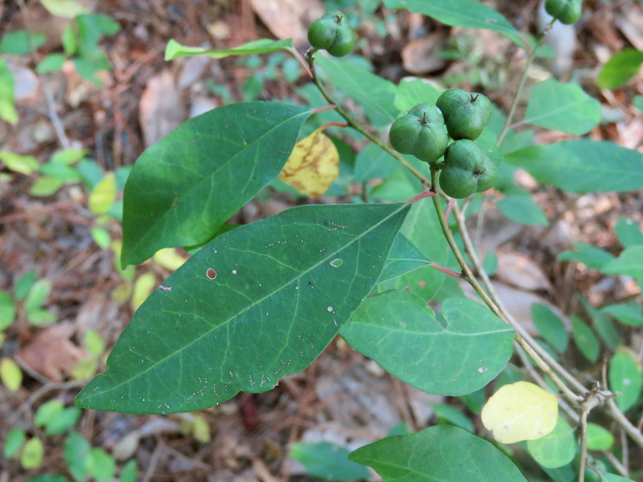 Image of Gulf Sebastian-Bush