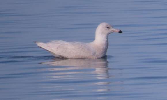 Image of Glaucous Gull