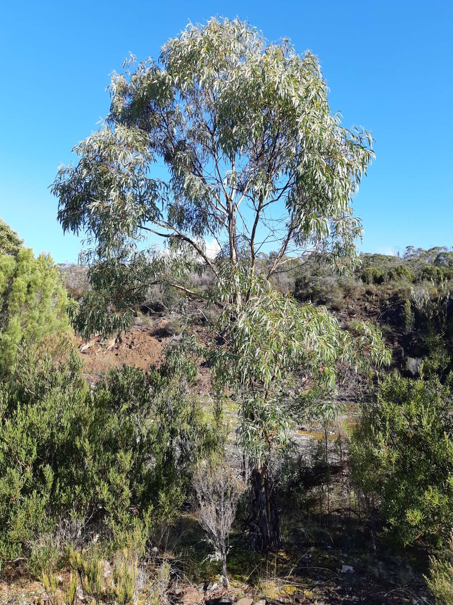 Image of Eucalyptus nebulosa A. M. Gray