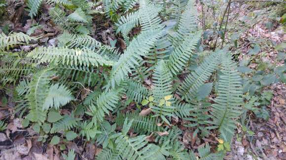 Polypodium plesiosorum Kunze的圖片