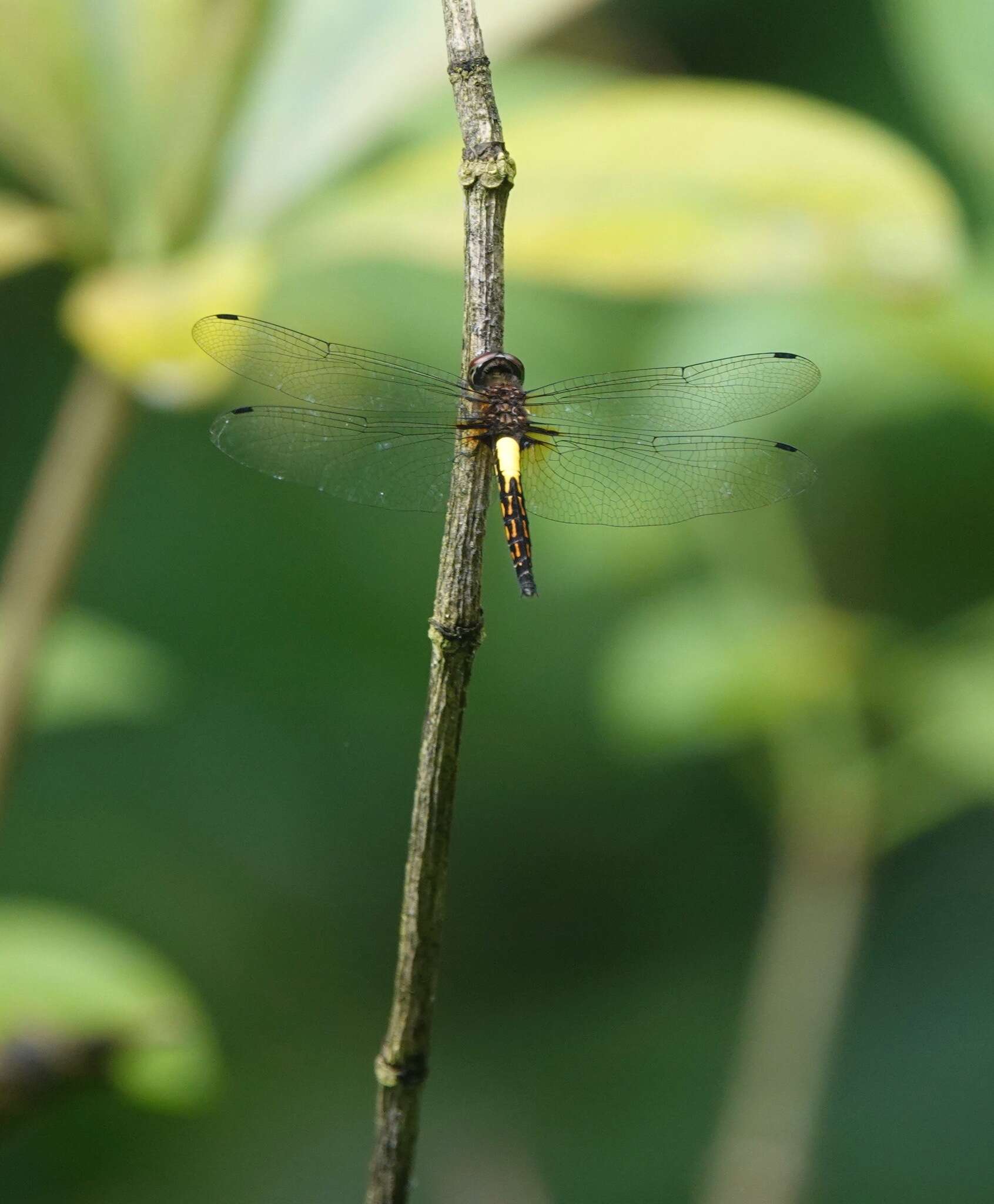 Image of Pseudothemis jorina Förster 1904