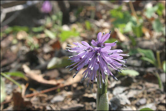 Image of Heloniopsis koreana Fuse, N. S. Lee & M. N. Tamura